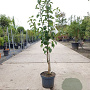 Pyrus c. 'Conference' laagstam 7,5L