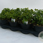 Apium graveolens P14