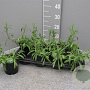 Artemisia dracunculus P14