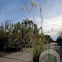 Miscanthus sinensis A kwaliteit 15L