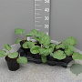 Rheum rhabarbarum P14