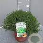Thymus vulgaris GM C3