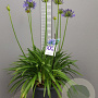 Agapanthus Eydori Blue GM 25L