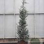 Cedrus atl. 'Glauca' 250-300 cm cont. 95L