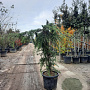 Cedrus deod. 'Pendula' 140-160 cm 35L