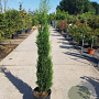 Cupressus semp. 'Pyramidalis' 100-125 cm container meerstammig
