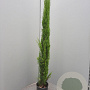Cupressus semp. 'Pyramidalis' 125-150 cm 10L