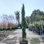 Cupressus semp. 'Pyramidalis' 150-175 cm container meerstammig