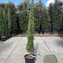 Cupressus semp. 'Pyramidalis' 175-200 cm container meerstammig