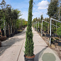 Cupressus semp. 'Pyramidalis' 200-250 cm container meerstammig