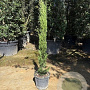 Cupressus semp. 'Totem' 100-125 cm container