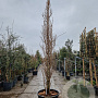 Ginkgo bil. 'Fastigiata' 350-400 cm container geveerd