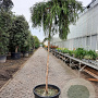 Metasequoia gl. 'Miss Grace' 200 cm stam container 12-14