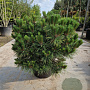 Pinus nigra Brepo 50-60 cm 35L bol