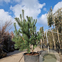 Pinus sylvestris 175-200 cm container meerstammig
