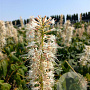 Aesculus parviflora 150-175 cm cont. 180L