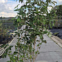 Cornus kousa chinensis 175-200 cm 20L