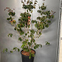Cornus k. 'Satomi' 100-125 cm 20L
