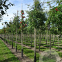 Sorbus ulleungensis 'Dodong' 125-150 cm 20L