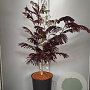 Albizia julibr. 'Summer Chocolate' 100-125 cm 20L