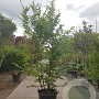 Carpinus betulus 250-300 cm container meerstammig