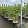 Davidia involucrata 100-125 cm 20L