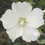 Hibiscus syr. 'Éléonore' 150-175 cm 50L