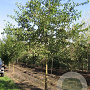 Morus alba 20-25 HO draadkluit