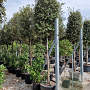 Quercus ilex 20-25 HO container