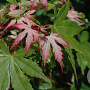 Acer palmatum 'Asahi-zuru' 150-175 cm 20L