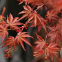 Acer palmatum 'Chishio Improved' 250-300 cm cont. 180L