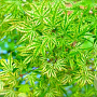 Acer palmatum 'Higasayama' 200-250 cm cont. 80L