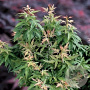 Acer palmatum 'Kotohime' 100-125 cm 20L