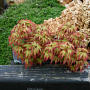 Acer palmatum 'Little Princess' 150-175 cm cont. 80L breed