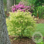 Acer palmatum 'Metamorphosa' 100-125 cm 20L