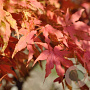 Acer palmatum 'Reticulatum Red' 150-175 cm cont. 80L