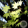Acer palmatum 'Saoshika' 300-350 cm cont. 180L