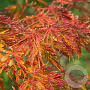 Acer pseudoplatanus 'Ice Dragon' 175-200 cm 50L