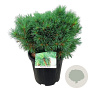 Pinus strobus 'Minima' 90-100 cm 35L breed