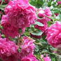 Rosa 'Laguna' 200-250 cm 30L 3 stok
