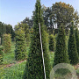 Taxus baccata 225-250 cm draadkluit kegel