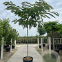 Albizia julibrissin 20-25 HO cont. 160L 225 cm stam