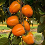 Diospyros kaki 'Vaniglia' 14-16 HA cont. 70L