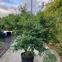 Osmanthus burkwoodii 175-200 cm cont. 90L meerstammig