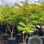 Rhus typhina Tiger Eyes 150-175 cm cont. 70L meerstammig