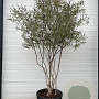 Vitex agnus-castus 175-200 cm 50L meerstammig