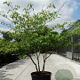 Cornus controversa 250-300 cm cont. 130L meerstammig