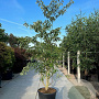 Cornus controversa 300-350 cm cont. 130L meerstammig
