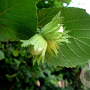Corylus 'Gustav's Zeller' 10-12 HO 45L