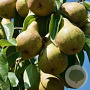 Pyrus c. 'Abate Fetel' 12-14 HA cont. 90L